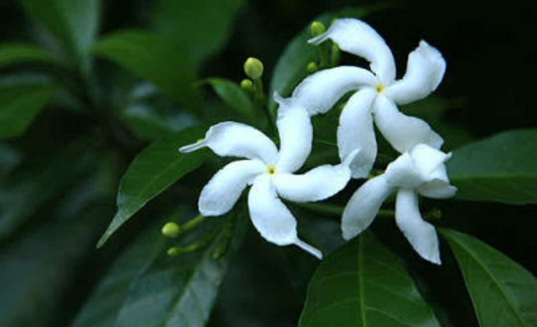 Benefits Of Jasmine White Flowers For Nursing Mothers Manfaat Bunga Melati Putih Bagi Ibu Menyusui English Indonesian Steemit