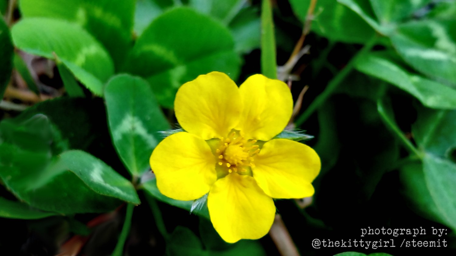 YellowSorrel-3.jpg