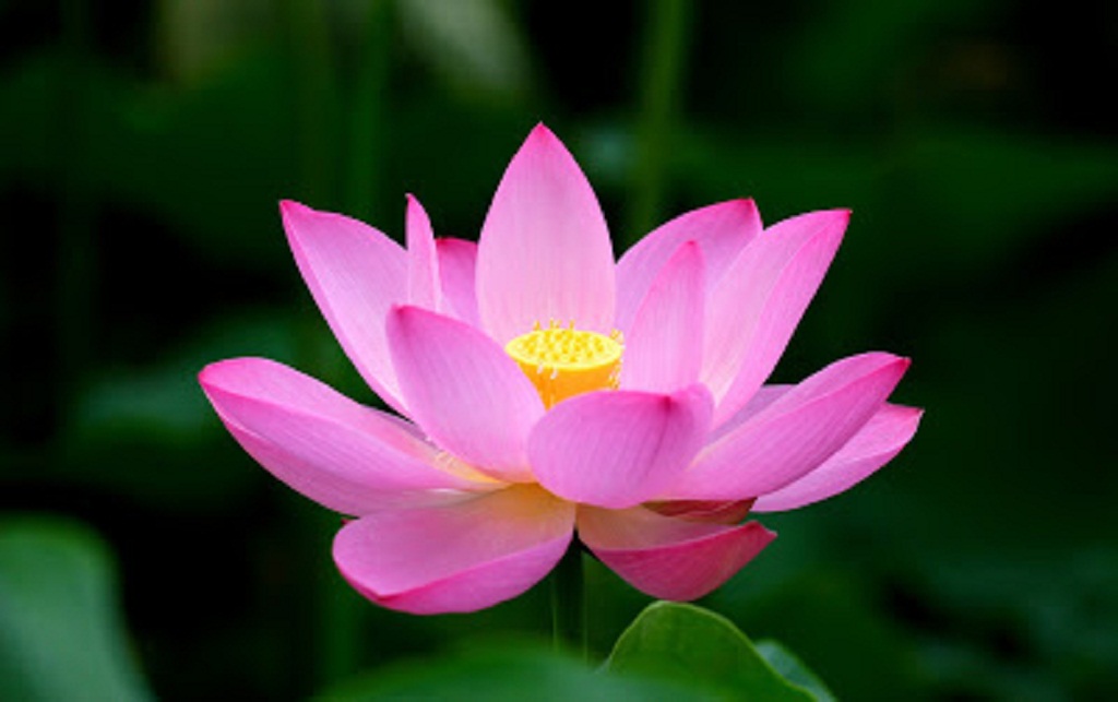 Lotus_wallpapers_210.jpg