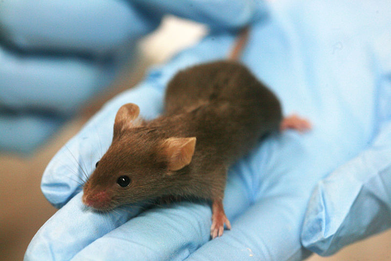 800px-Lab_mouse_mg_3263.jpg