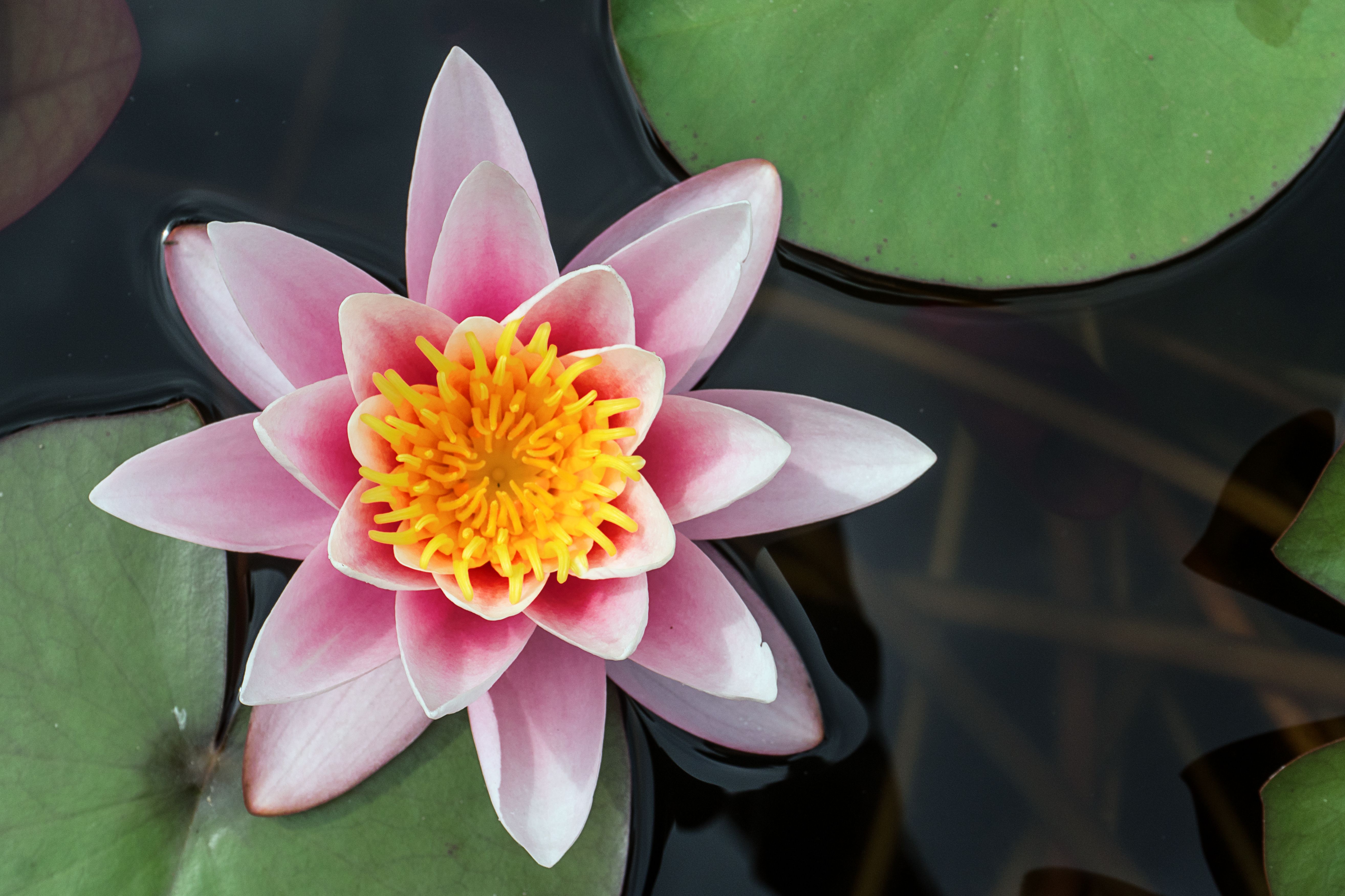 Flowers 2_10.jpg