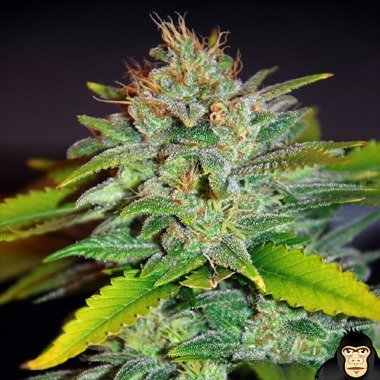 world-of-seeds-skunk-47-feminized.jpeg