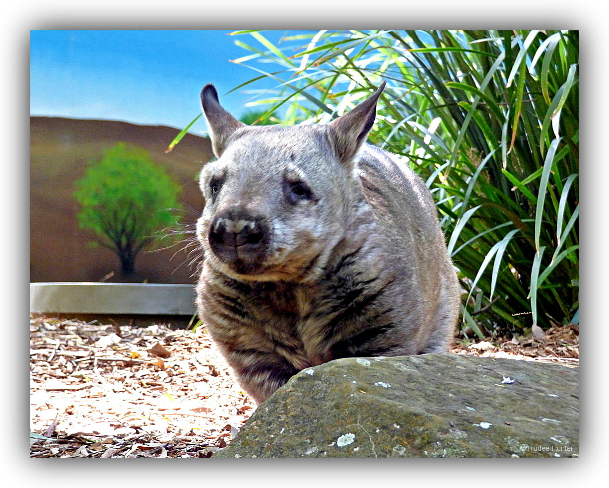 rsWMWOMBAT.png