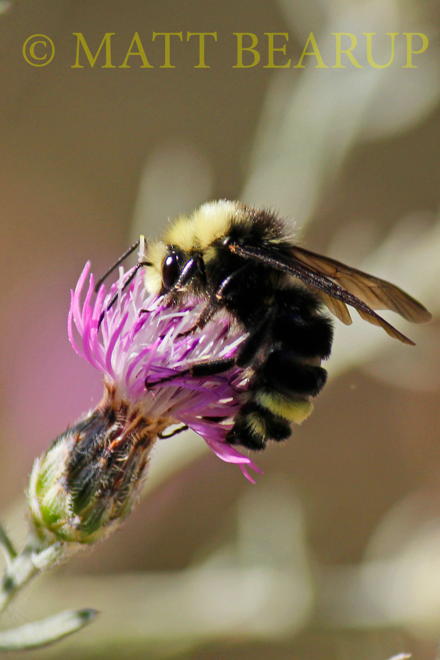 Bummble Bee on Knappweed.jpg