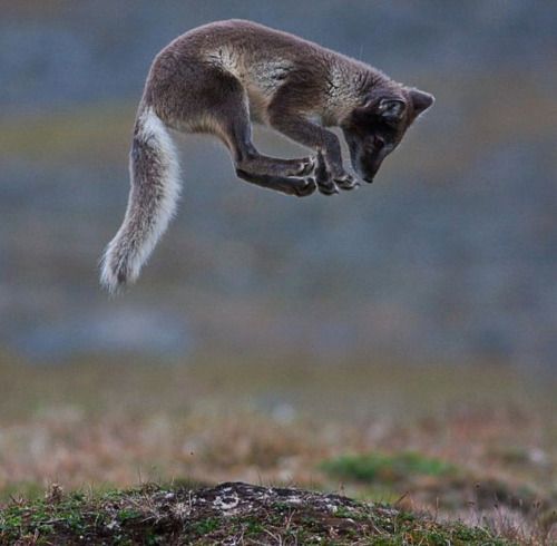 arctic_fox_jumping.jpg