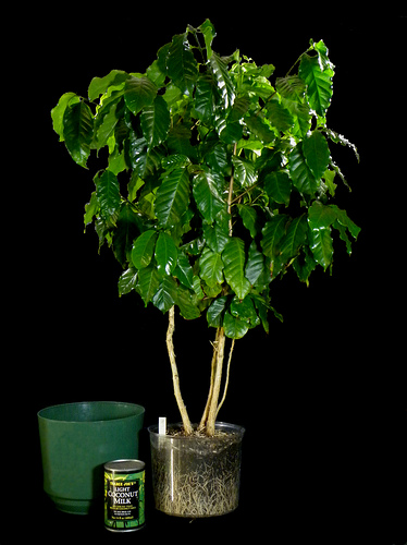 Coffee tree.jpg