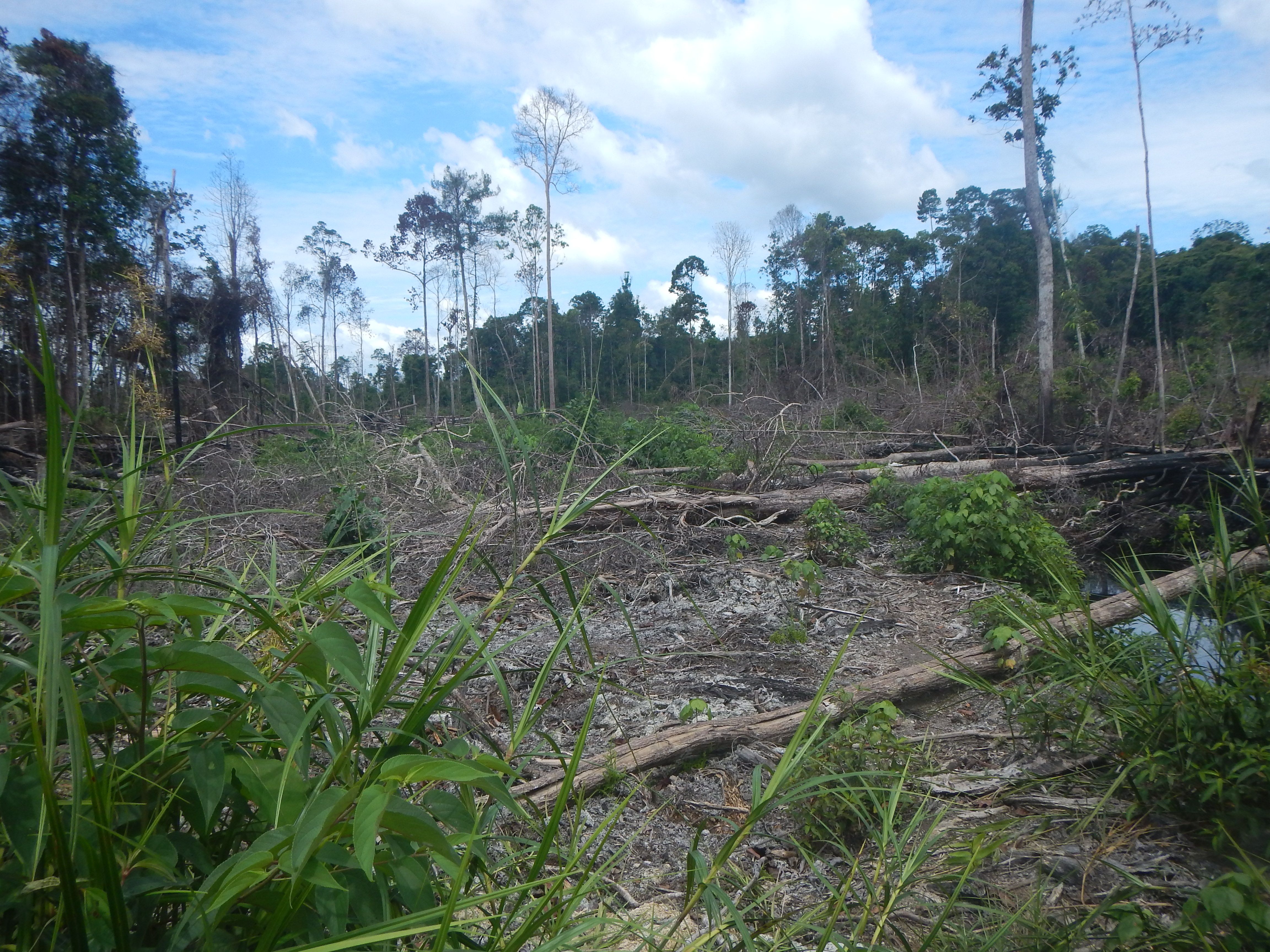 Kerusakan Hutan.JPG