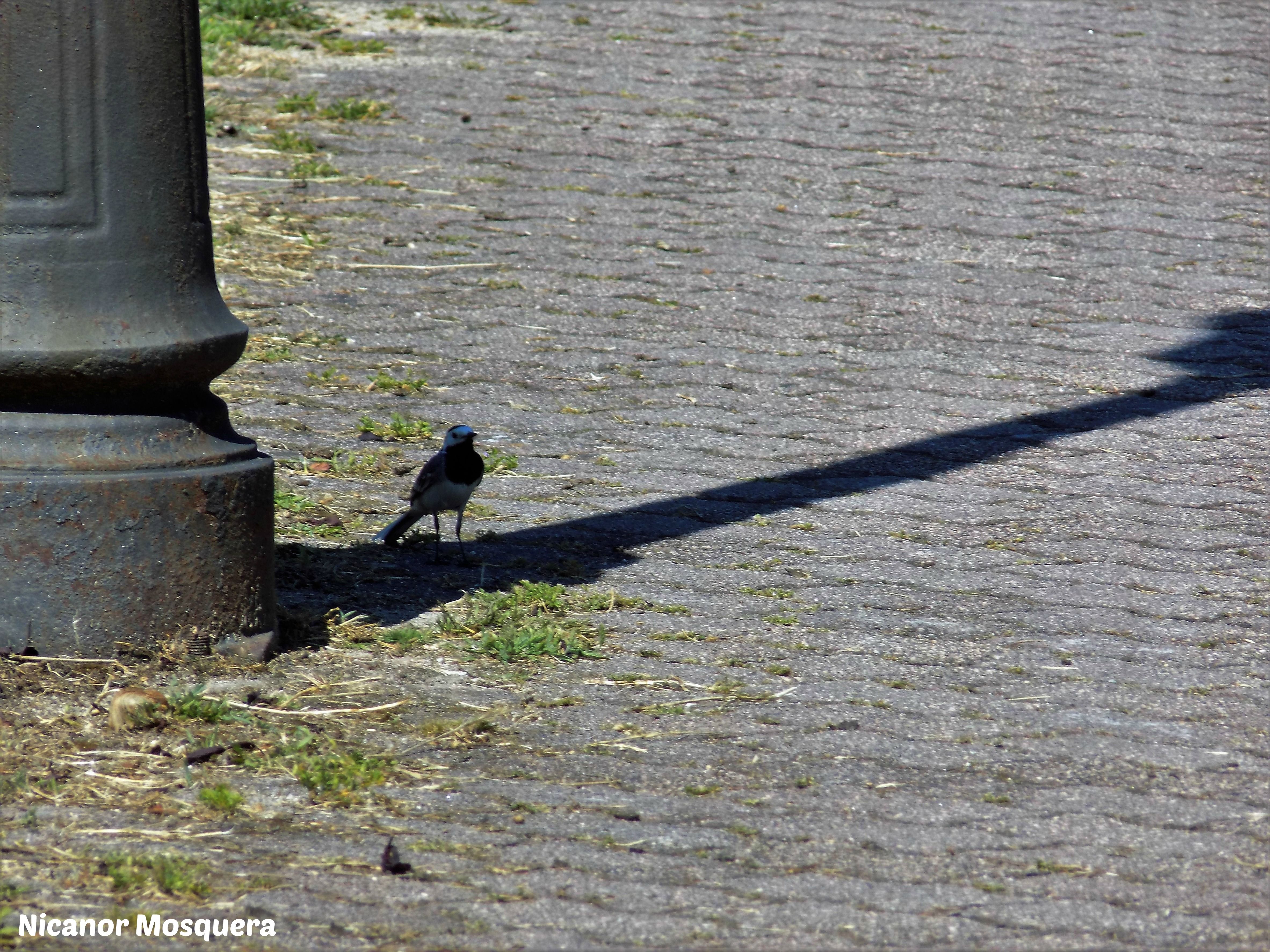 DSCN1201 - Resting in the shade - White Wagtail resting in the shadow of a lamppost. Photo taken at my city park.jpg