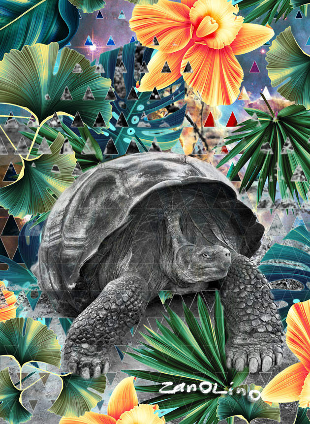 Salgado-tortoise-small-S.jpg