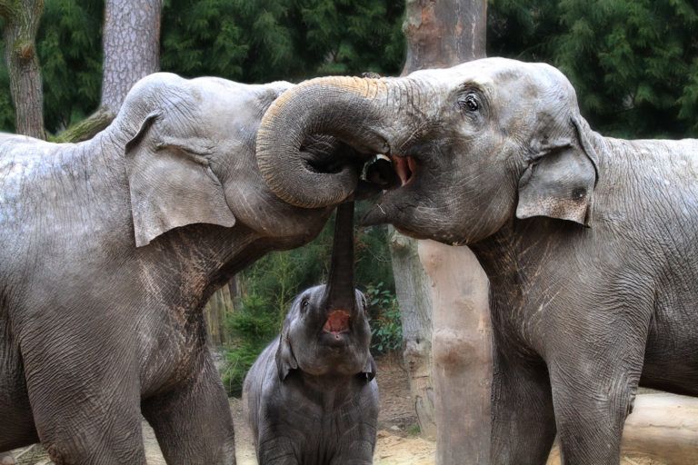 Three_elephants_curly_kisses-768x512.jpg