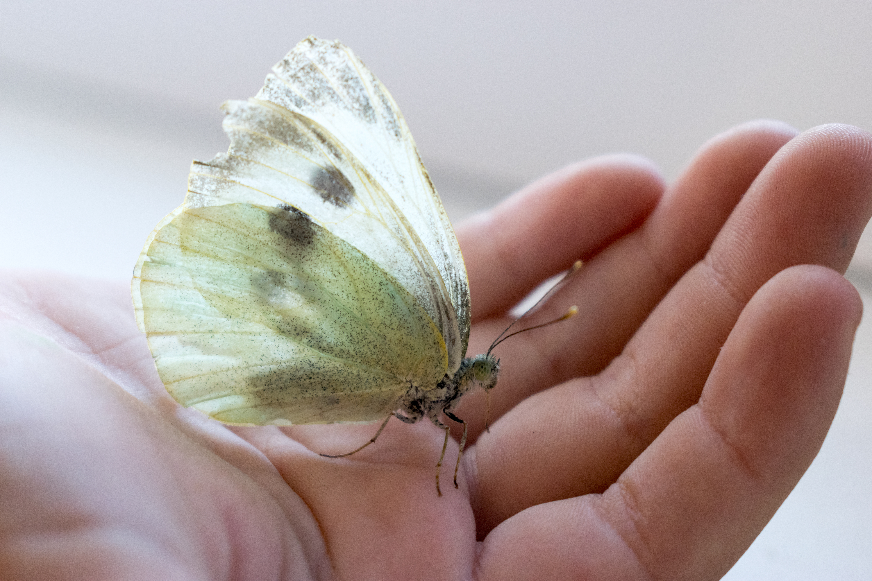 DSC_0039.jpg