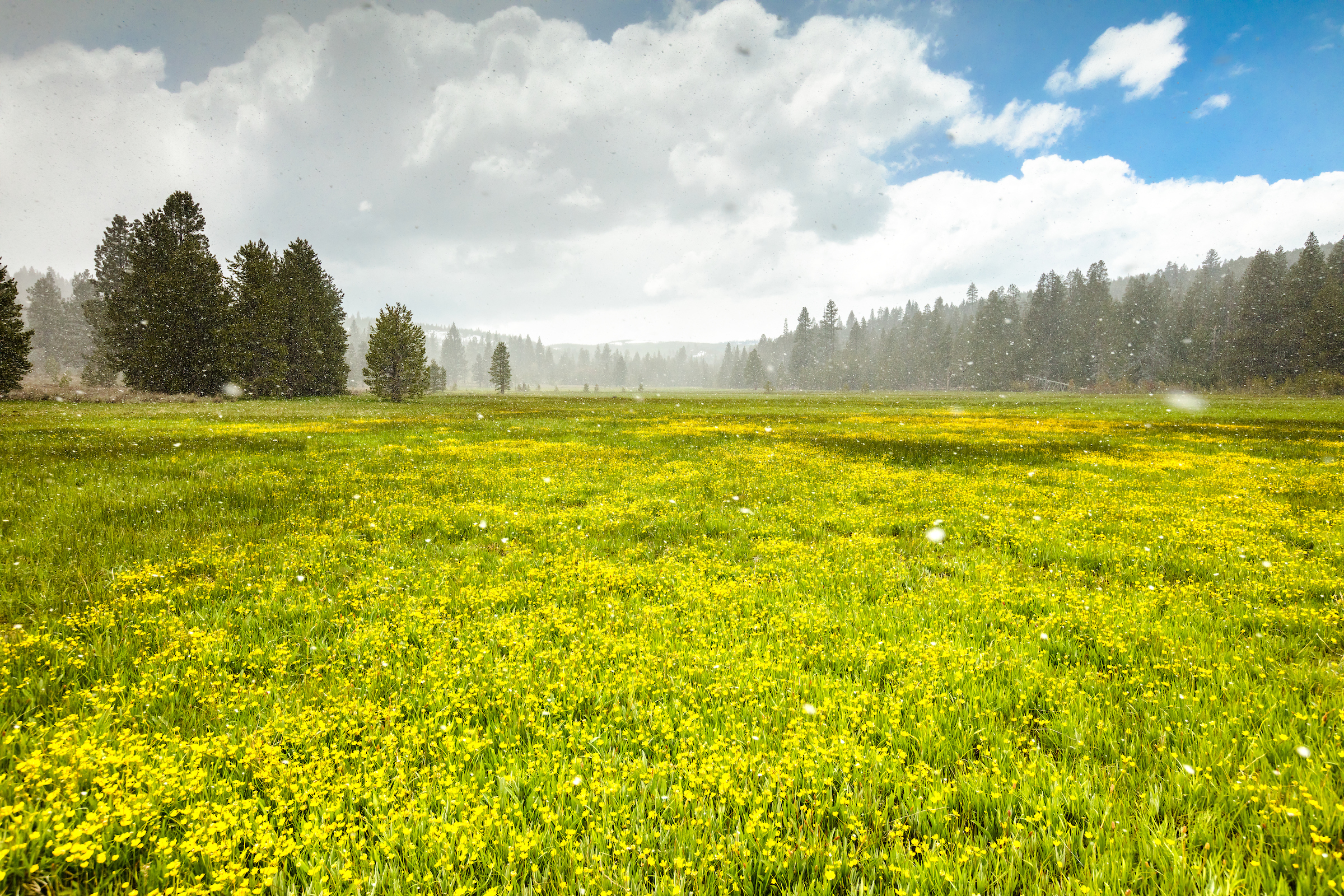 Snowy Sagehen Meadows 4.jpg