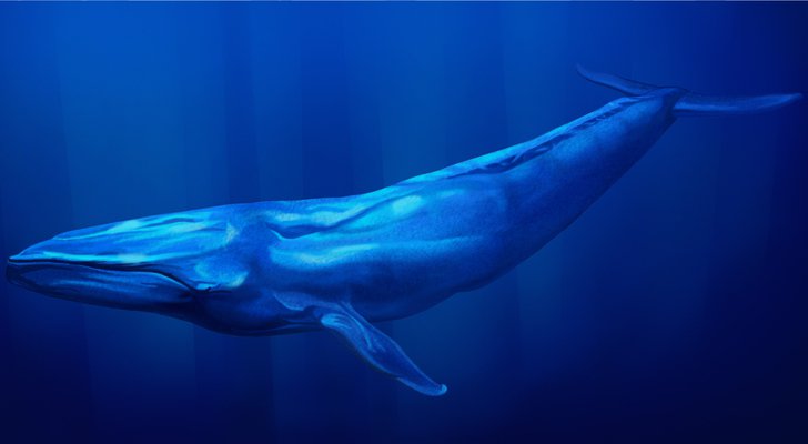 blue-whale.jpg