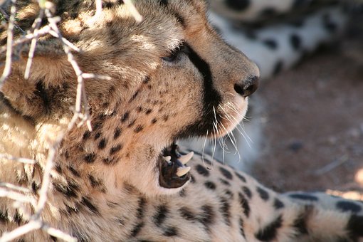 cheetah-2747137__340.jpg