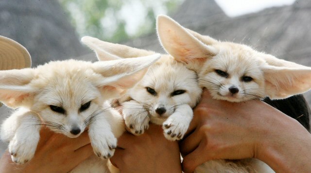 Fennec foxes.jpg