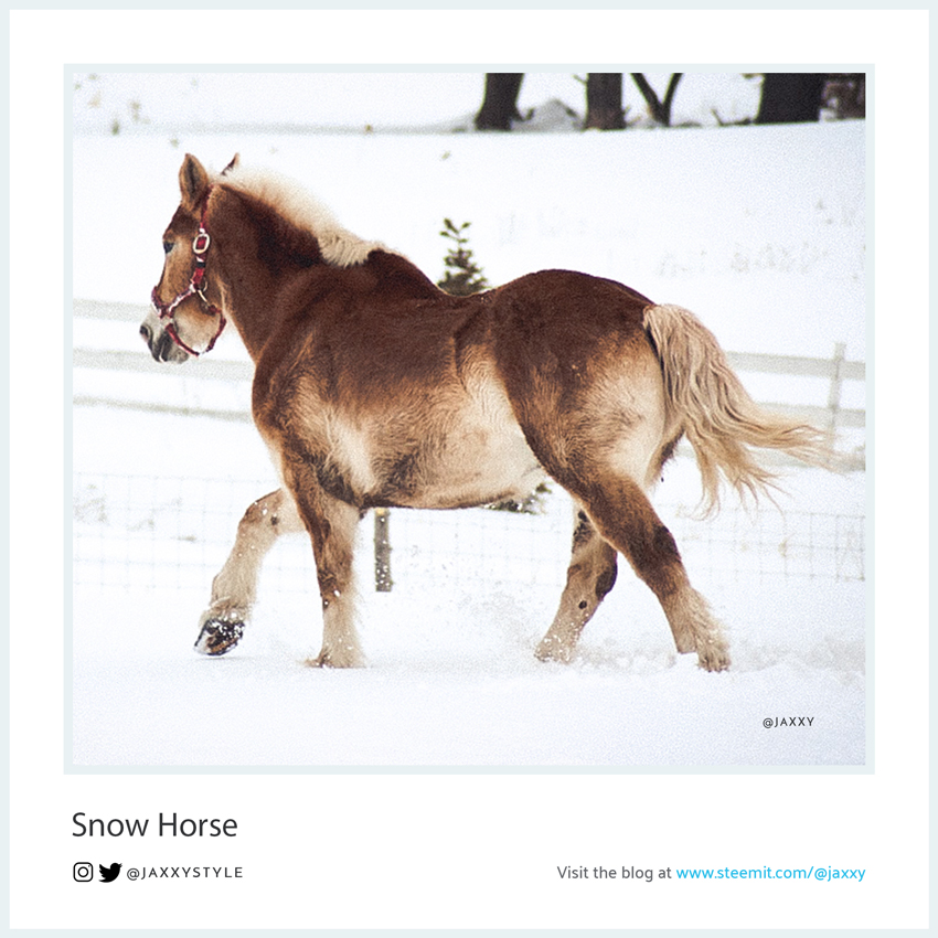 SnowHorse-Collection-2.jpg