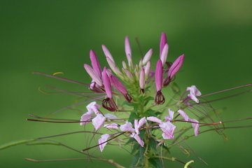 flower-1372780.jpg