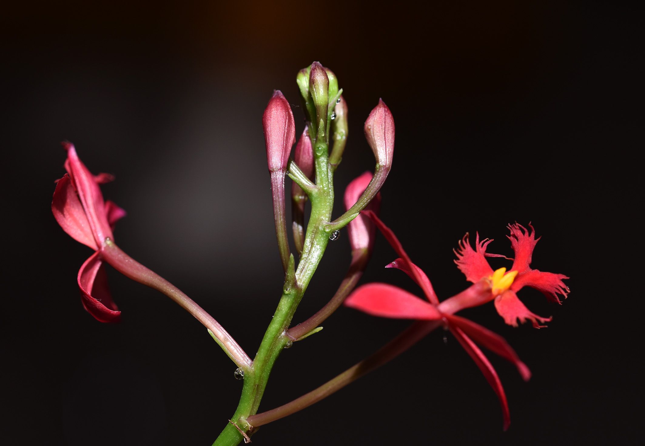 epidendrum ibaguense 2.jpg