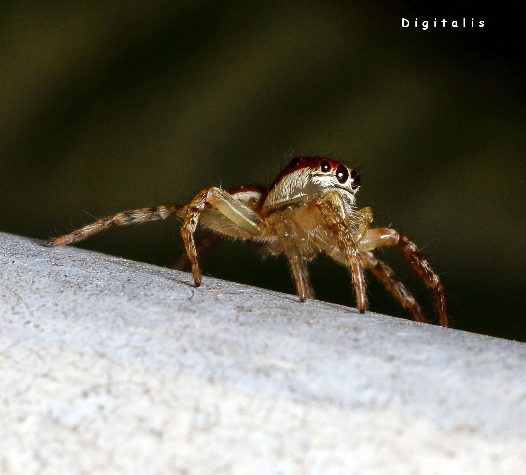 DSC_0831.JPG