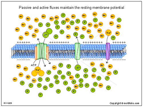 Resting potential.png