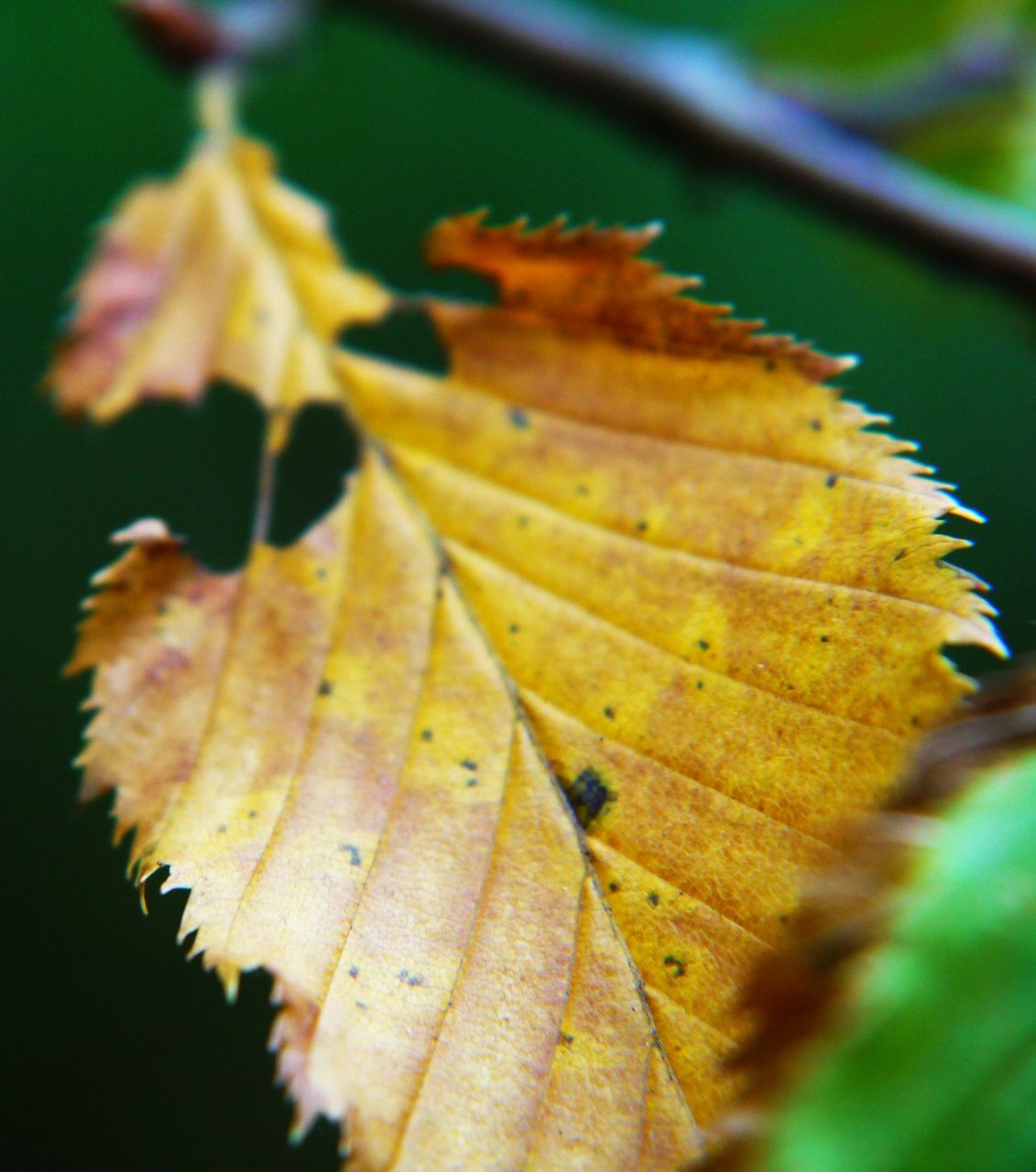 14085969705 - leaf loss.jpg