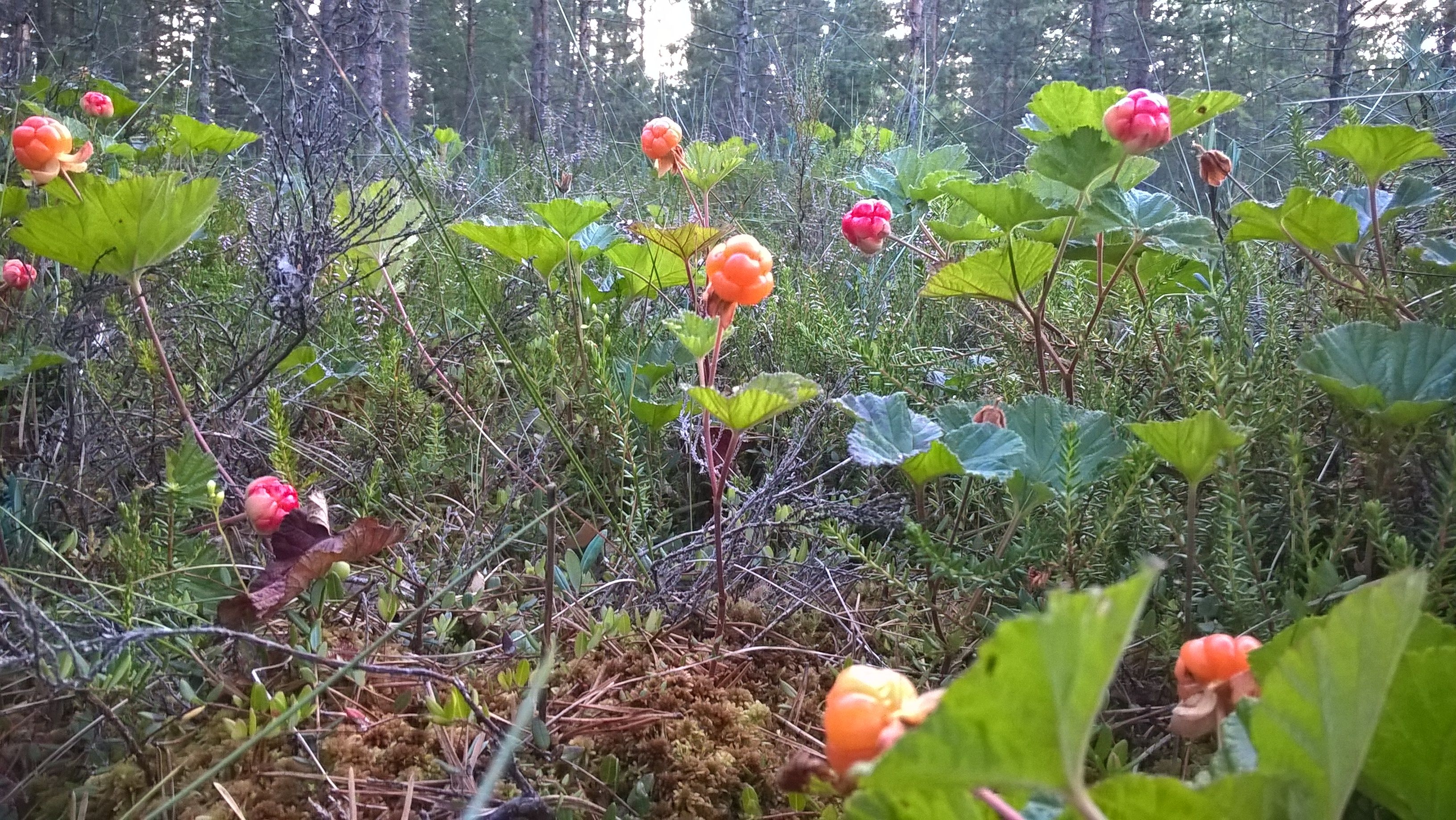 WP_20170803_21_34_51_Pro.jpg