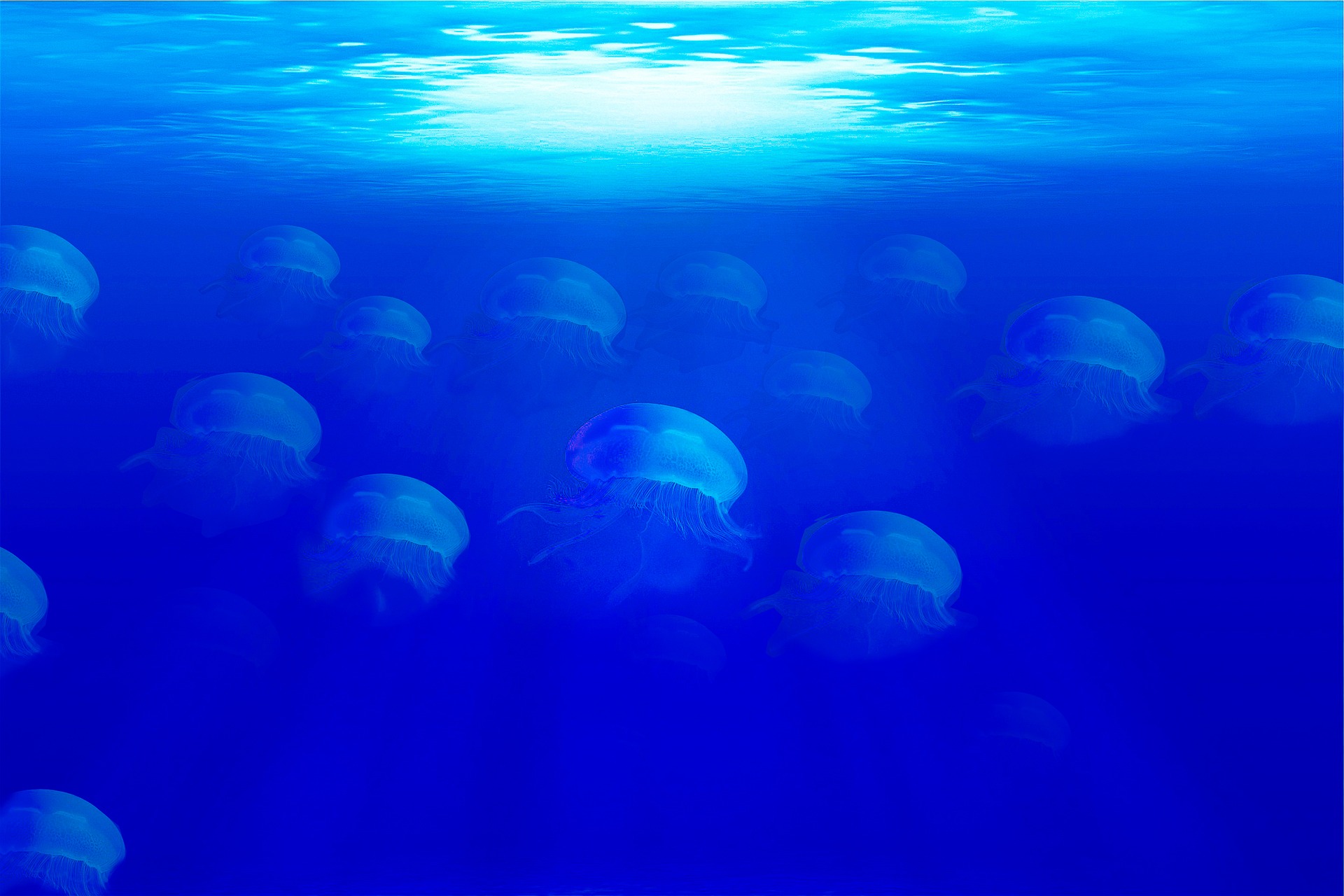 jellyfish-2056850_1920.jpg