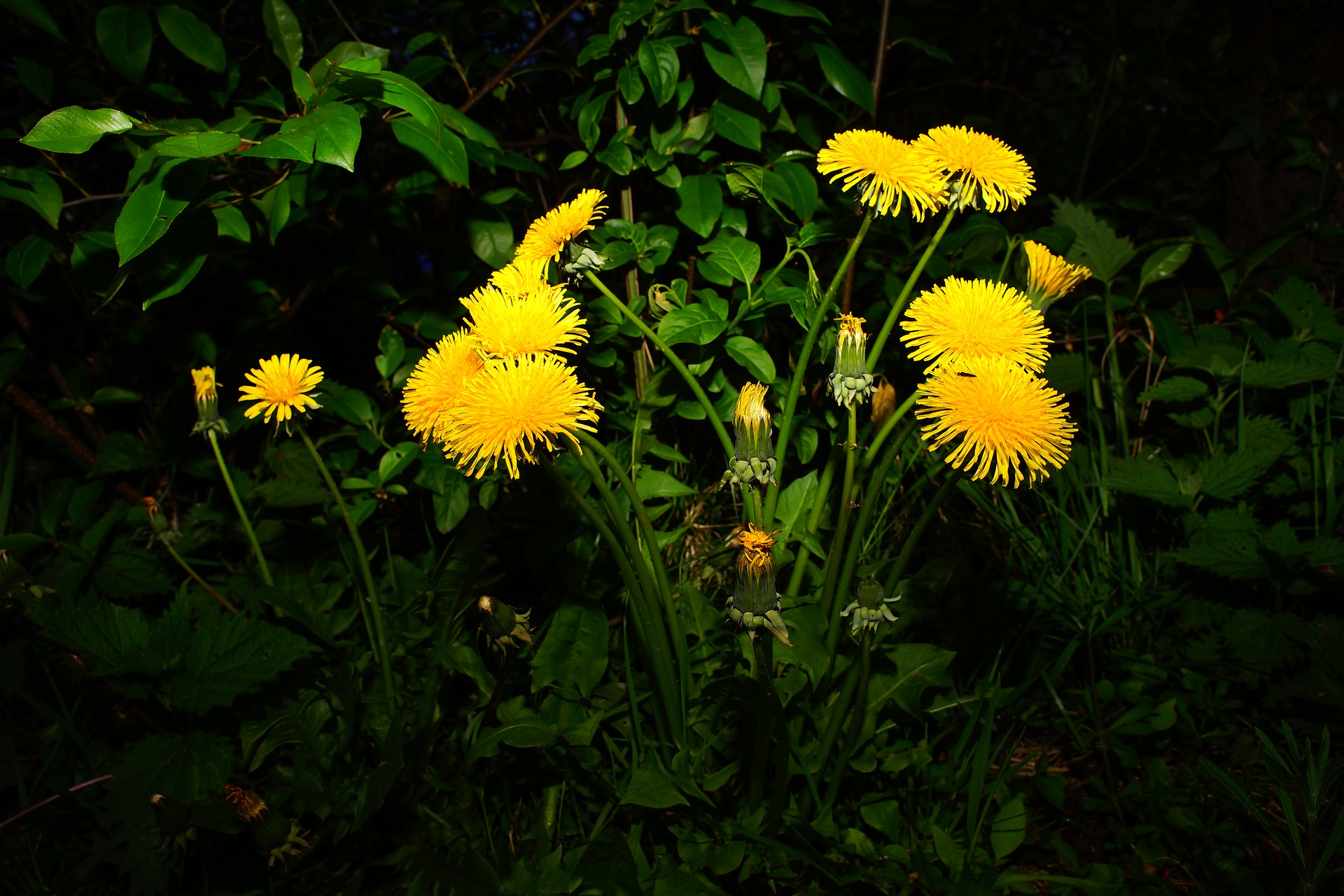 dandelion-2364589_1920.jpg