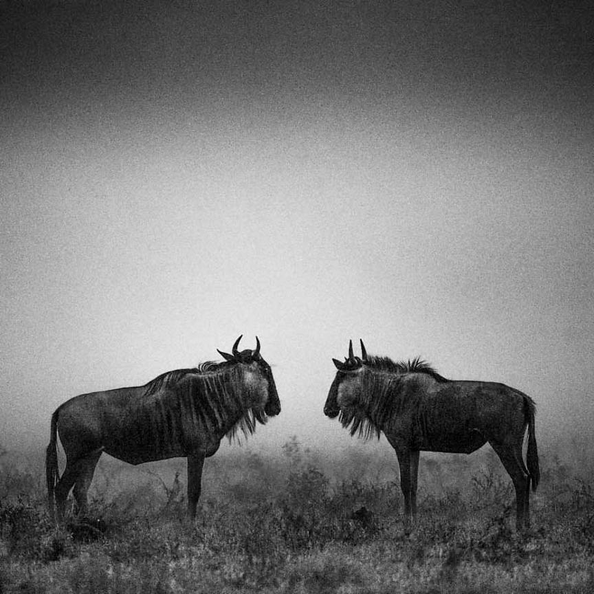 6750-Wildebeests_Kenya_2013_Laurent_Baheux_xgaplus.jpg
