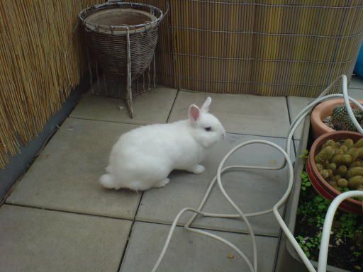 Hase-Kuschel-001.JPG
