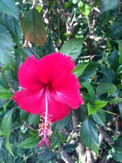 flor de cayena roja.JPG