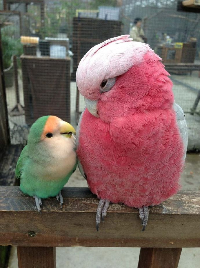 Galah Roselle Cockatoo and Lovebird.png