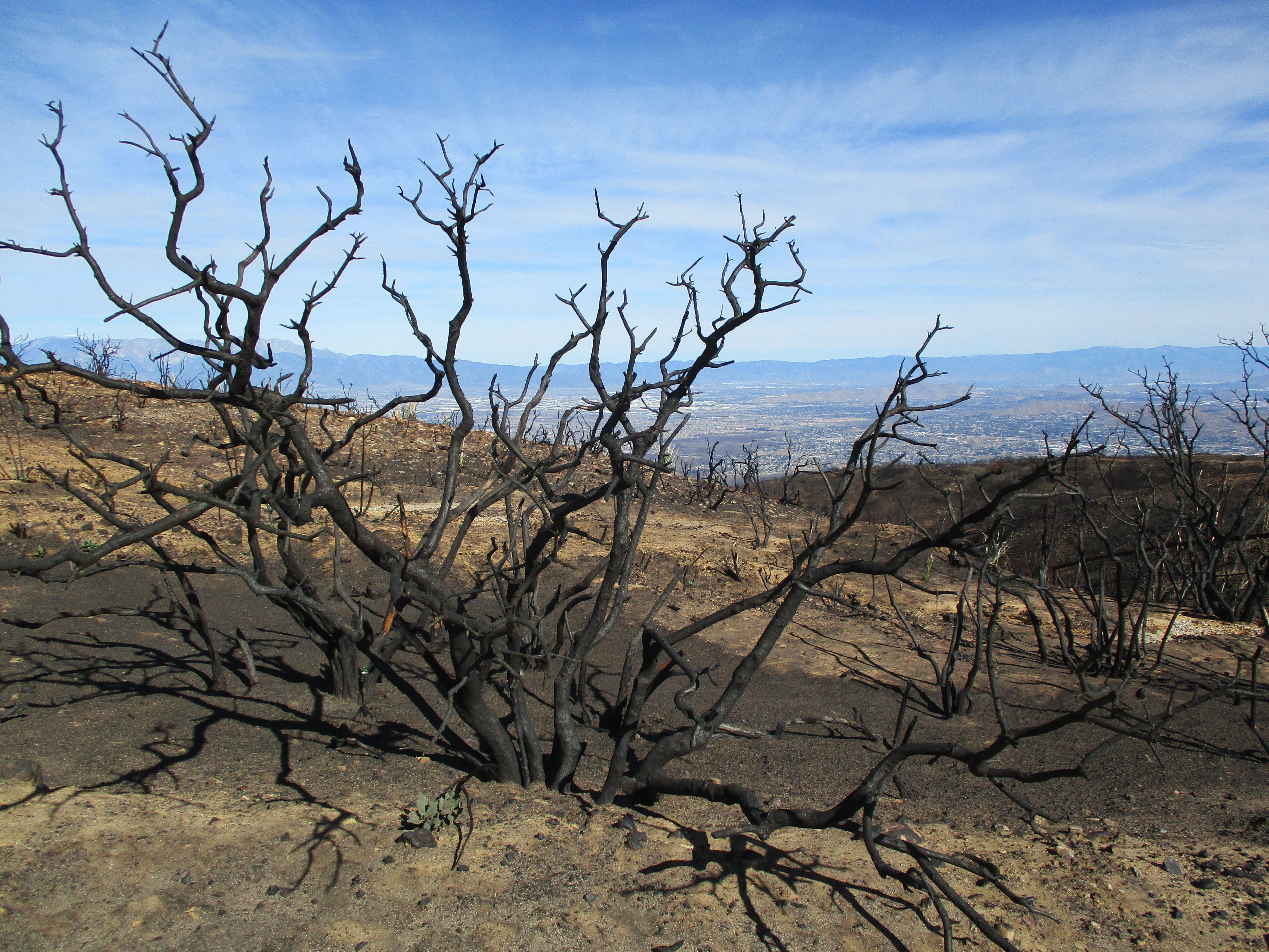 sierra-040-burned.JPG