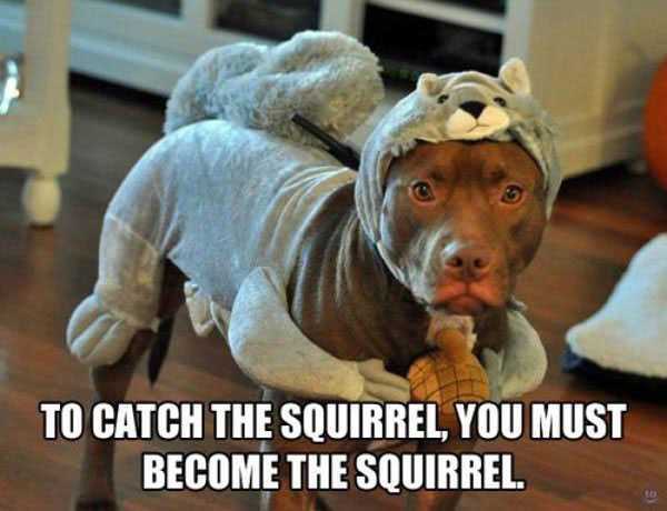 Funny-Dog-Meme-To-Catch-The-Squirrel-You-Must-Become-The-Squirrel-Picture.jpg