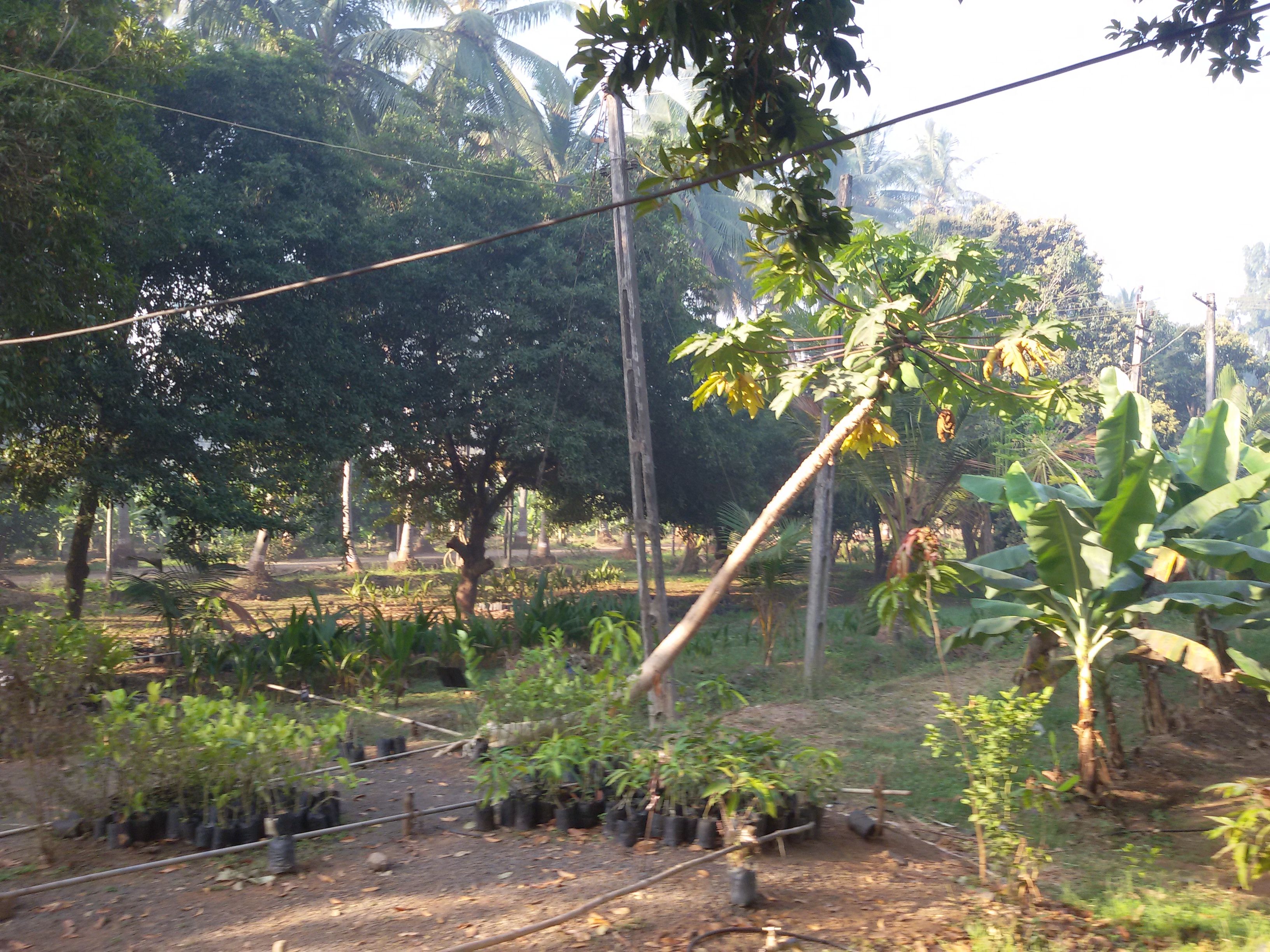 nursery.jpg