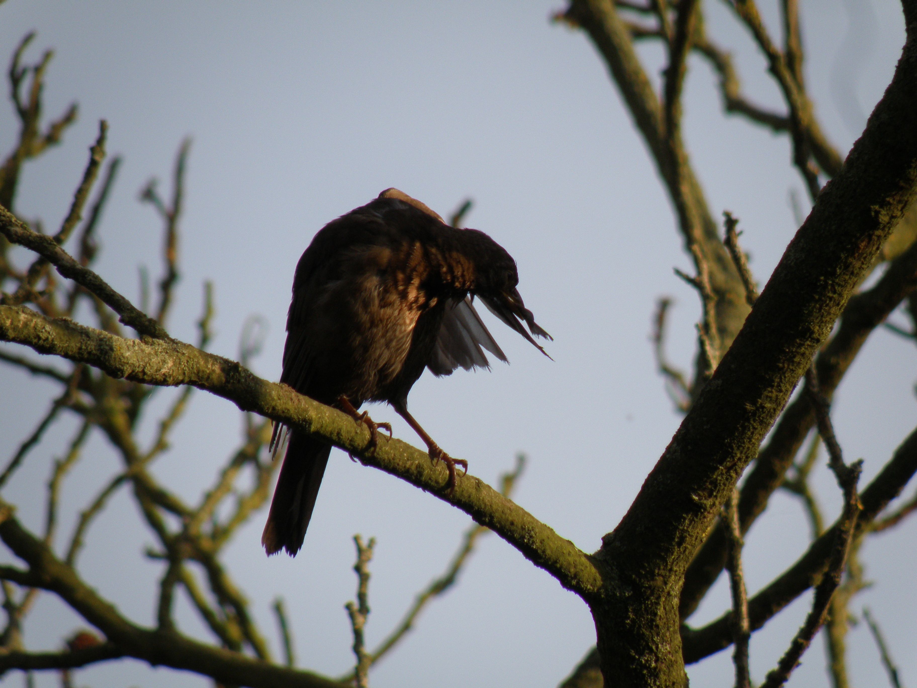 Mrs B preening (5) (2015_09_28 11_13_35 UTC).JPG