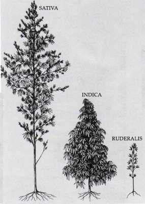 Indica Sativa Ruderalis.jpg