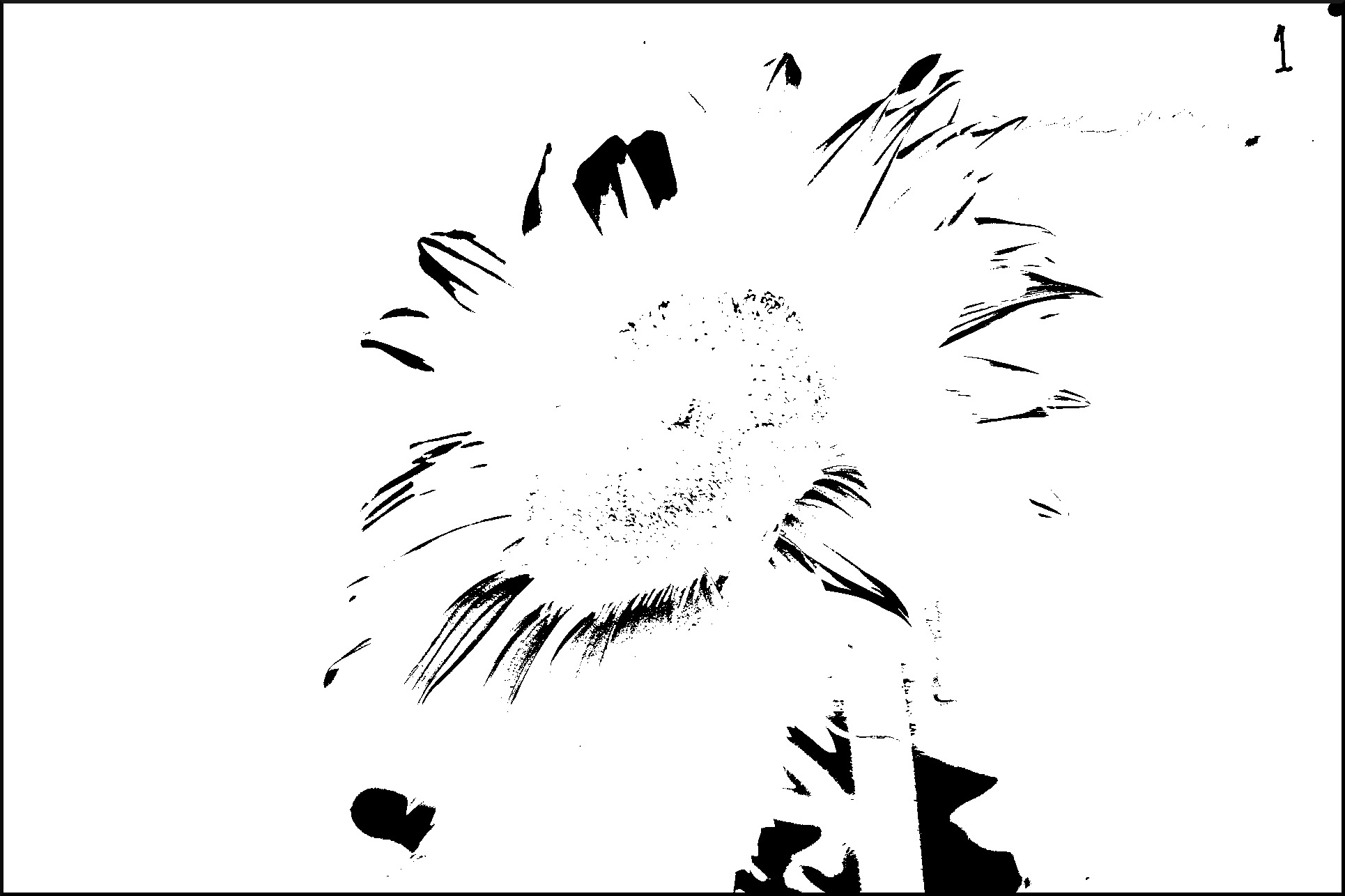 sunflower-cells-1.jpg