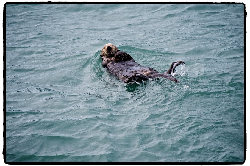 sea-otter-1992876_1280.jpg