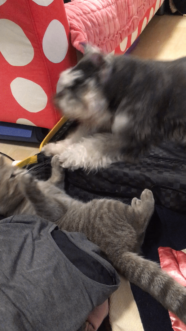 ezgif.com-video-to-gif (2).gif