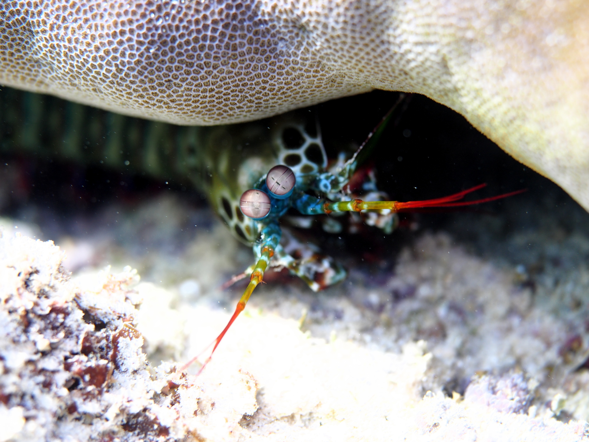 Mantis Shrimp.jpg