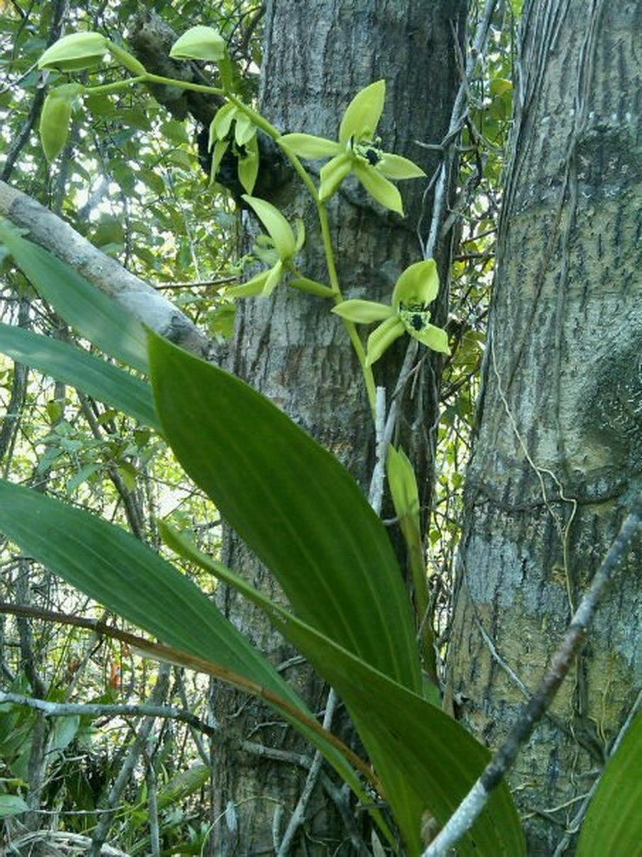 Gambar Bunga  Anggrek  Hitam Kalimantan 