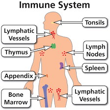 immune system.png