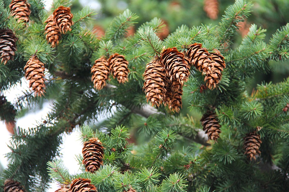 pinecone-1582912_960_720.jpg