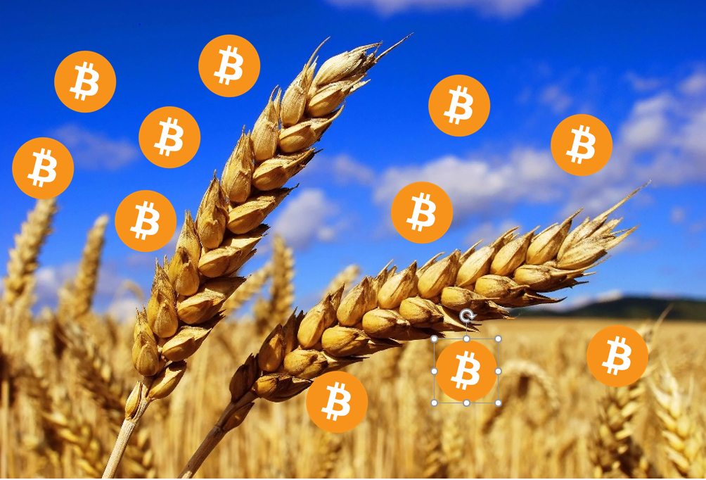 wheat.PNG