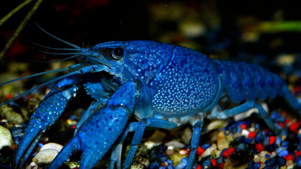 Blue Lobster.jpg