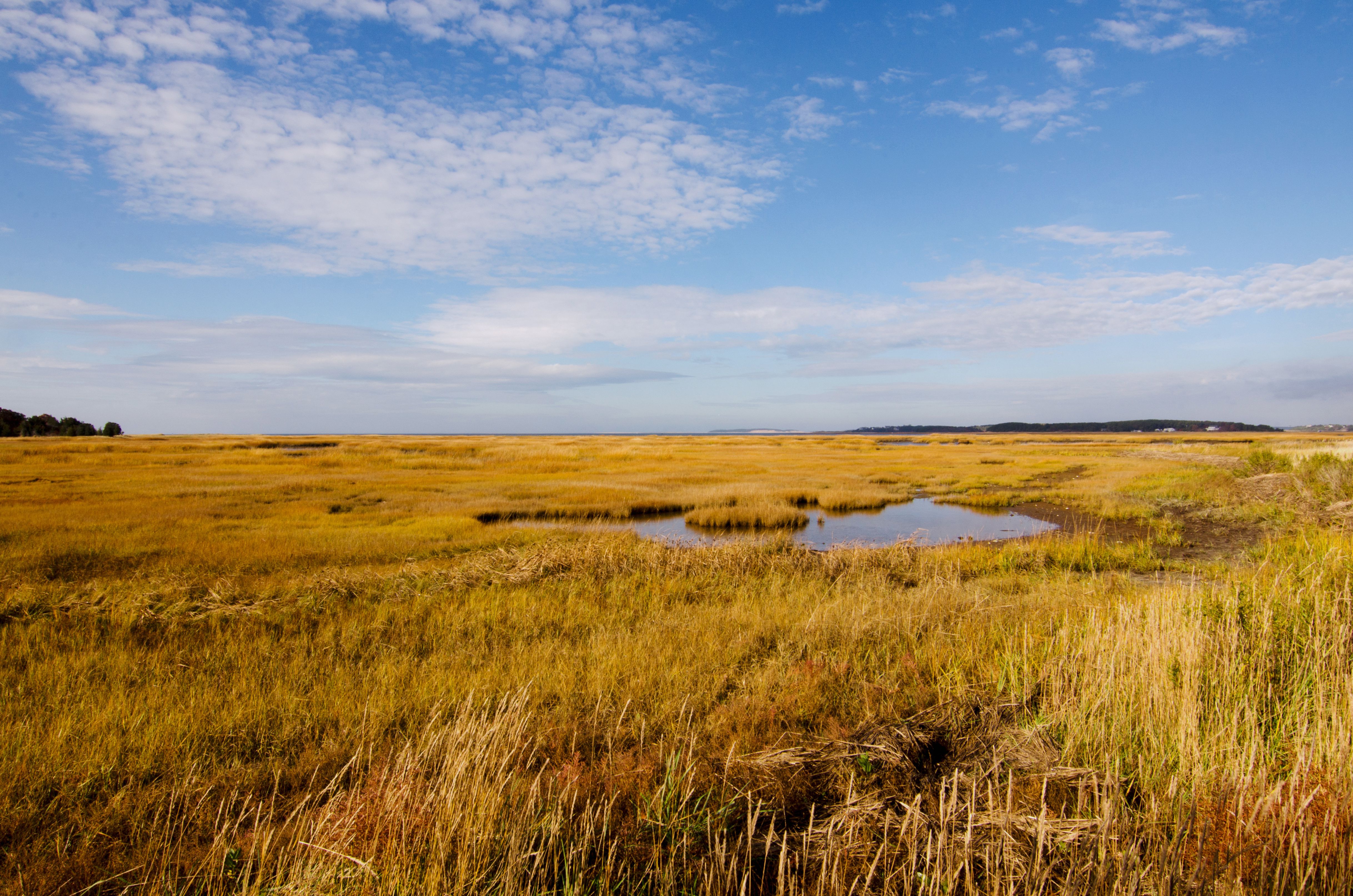 Fall Marsh.jpg