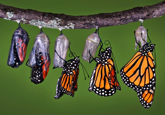 Butterfly-Transformation.jpg