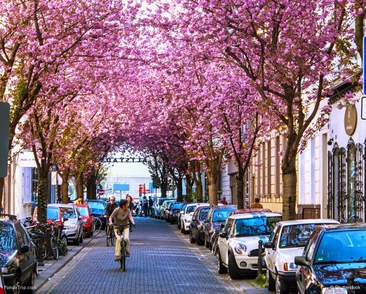 Cherry-Blossom-Avenue-Bonn-2.jpg