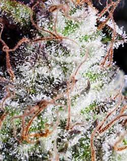 ultimate-cannabis-trichomes-closeup-xsm.jpg